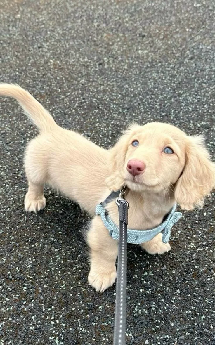 Bella Dachshund Puppy
