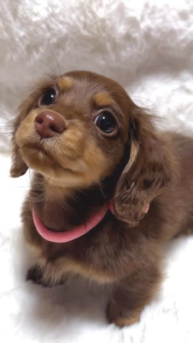 Charlie Dachshund Puppy