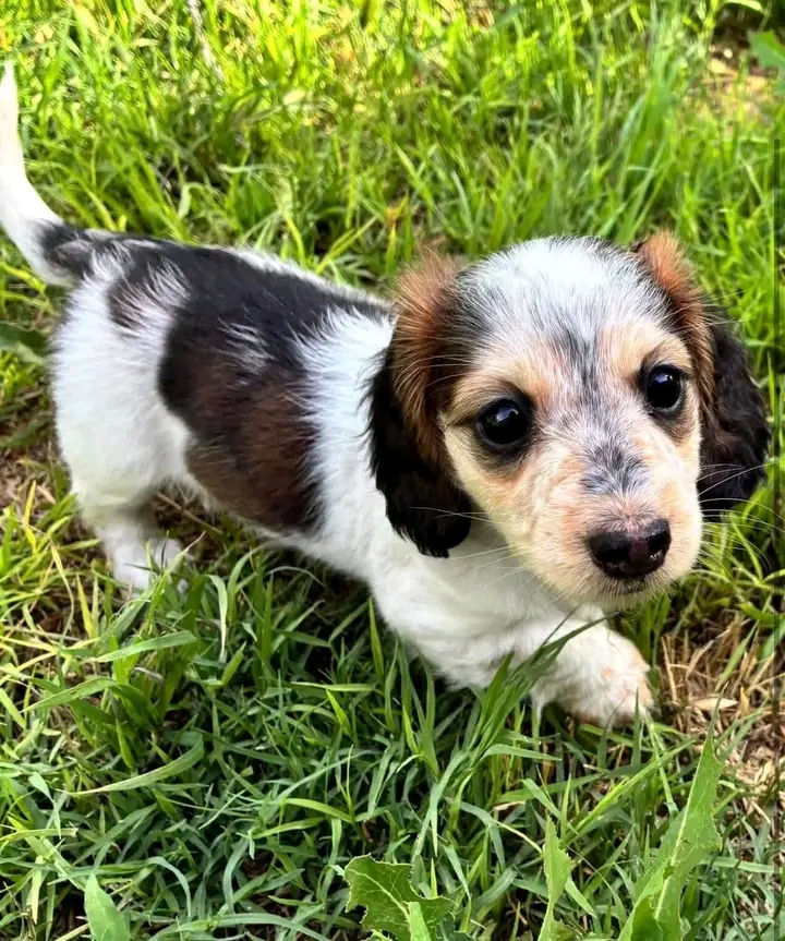 Bella