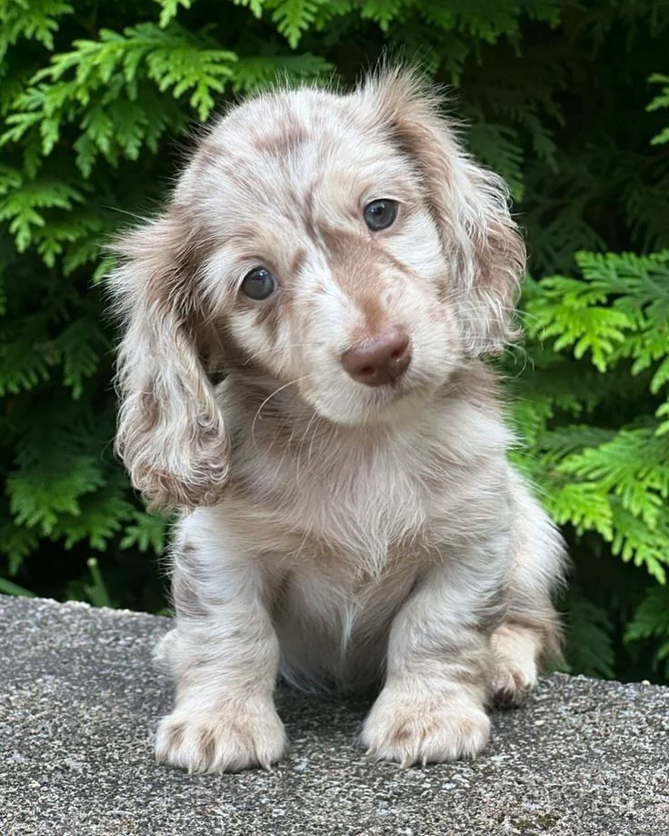 Cooper