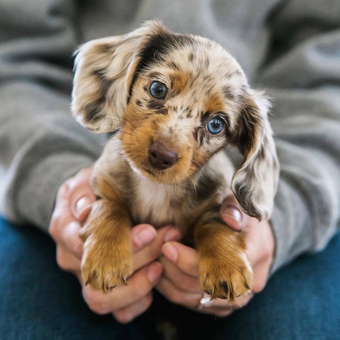 Daisy