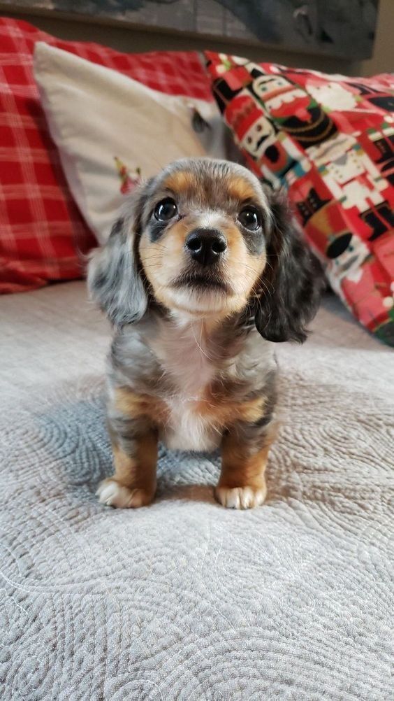 Dachshund Puppy