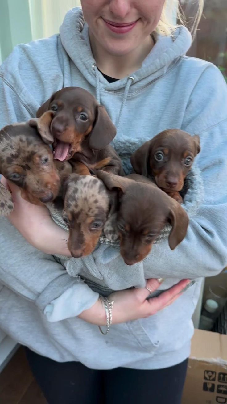 Dachshund Puppy
