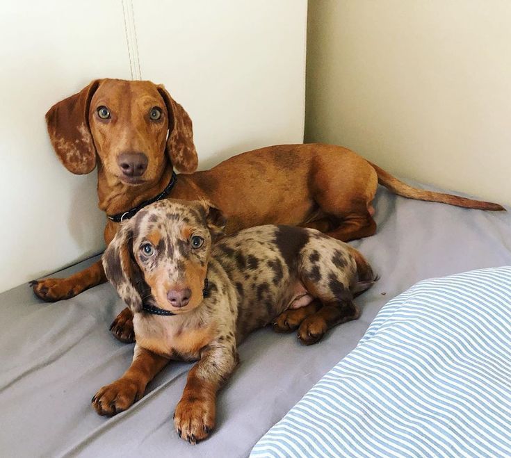 Family Puppy