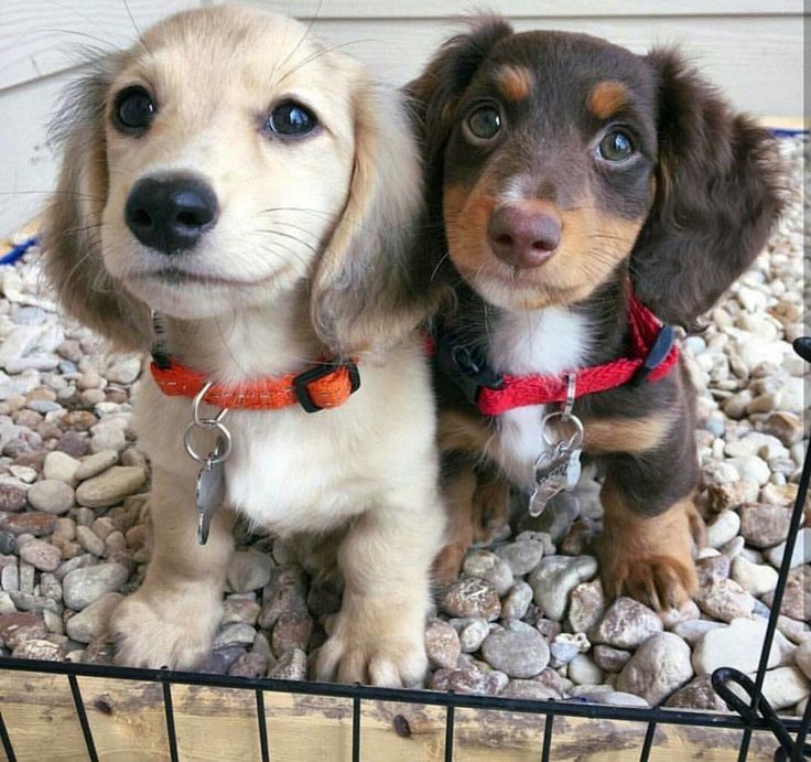 Happy Puppy