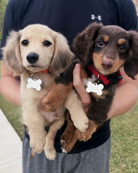 Dachshund Puppy