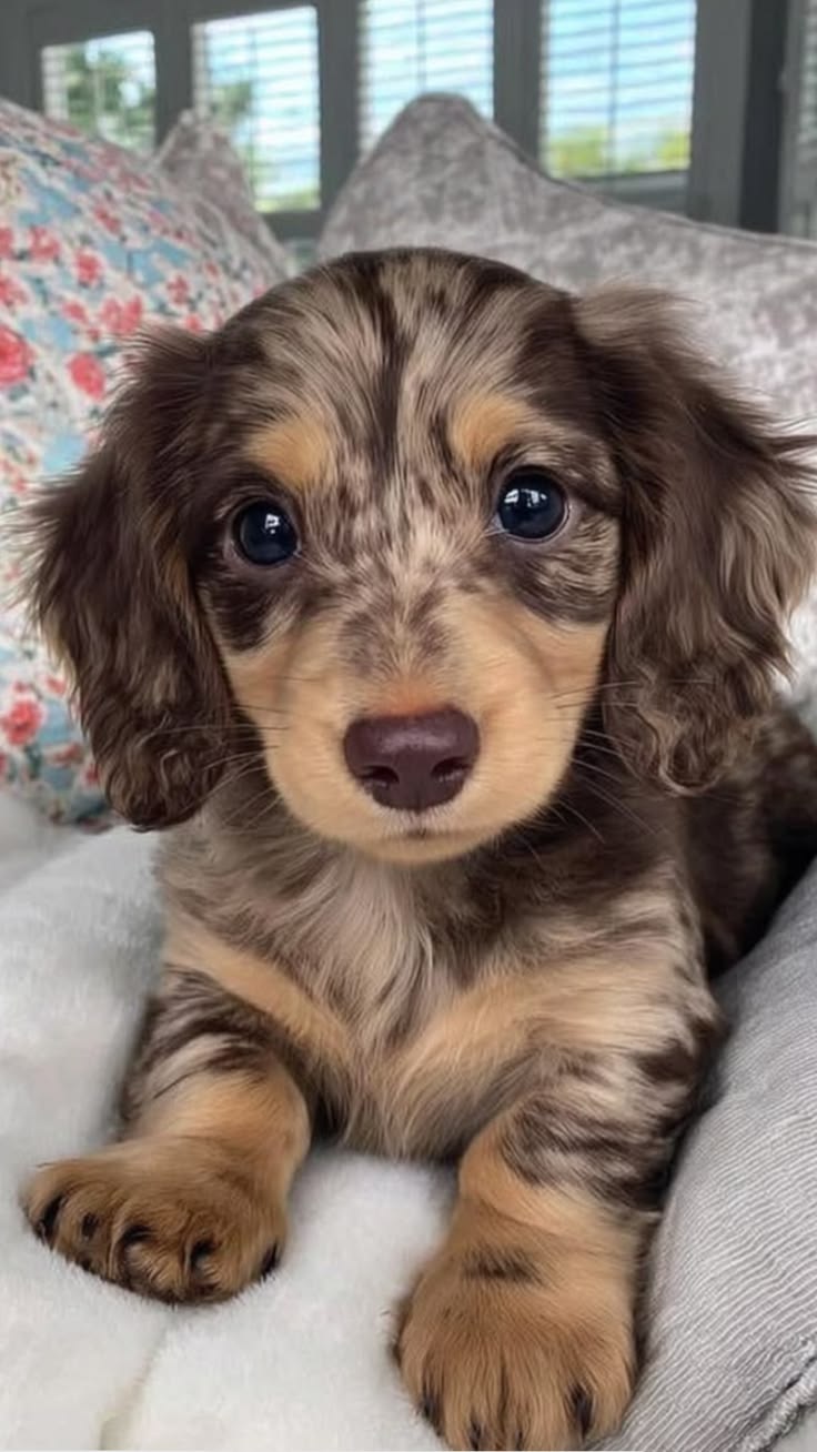 Puppy Portrait