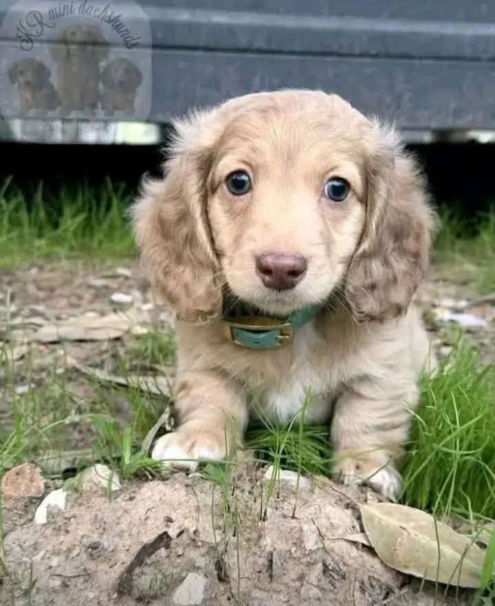 Molly